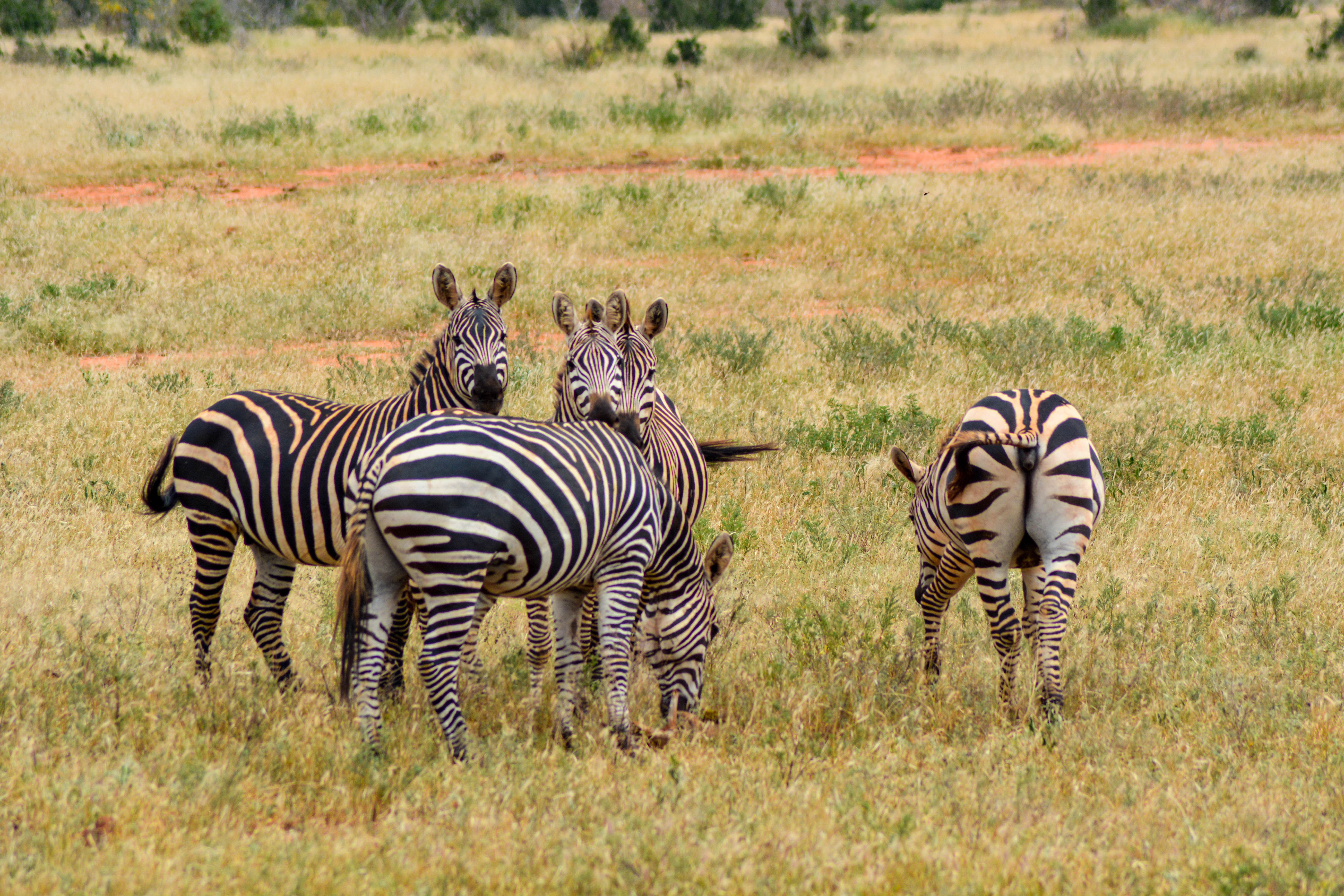 uganda guide safari